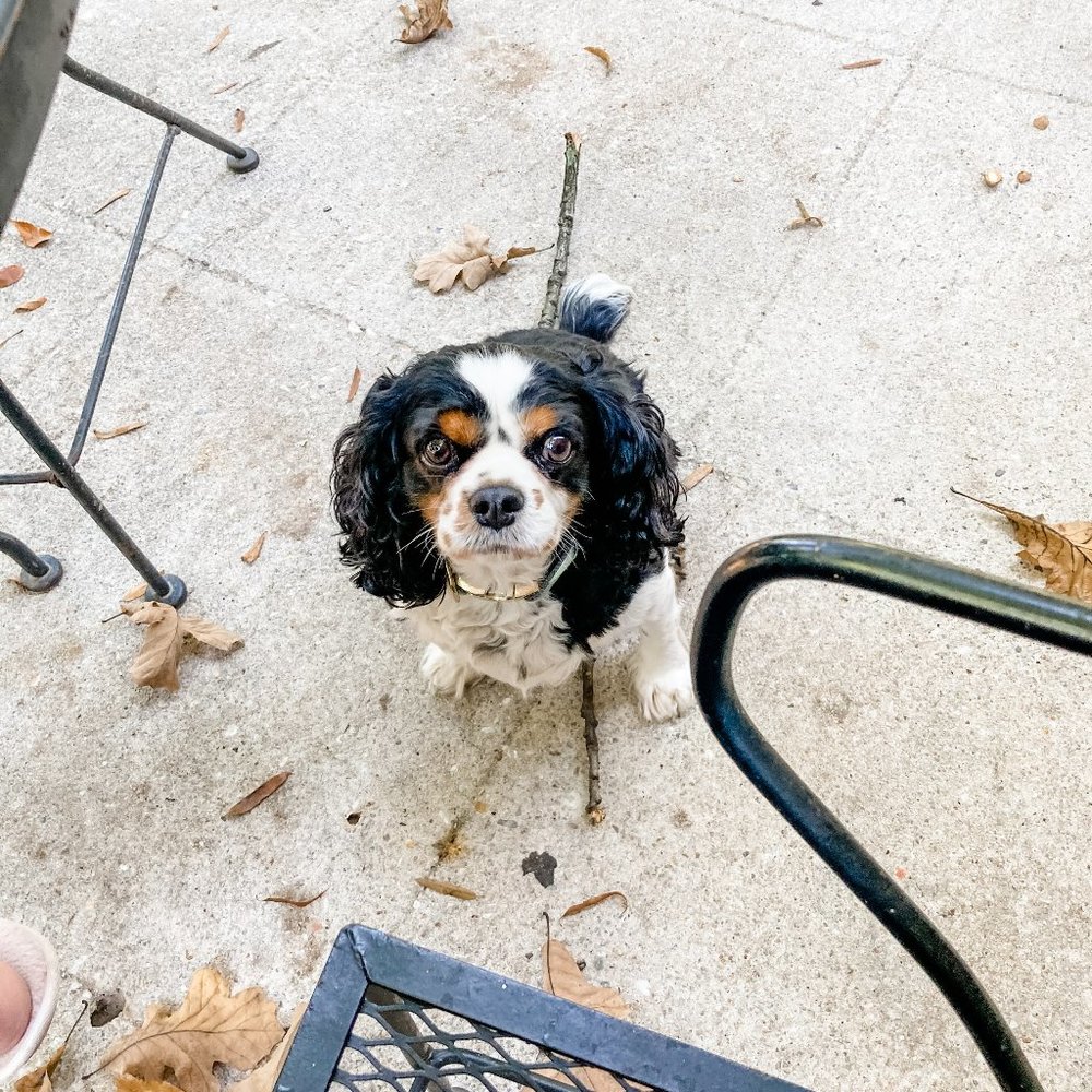 Meet your Posher, Sara